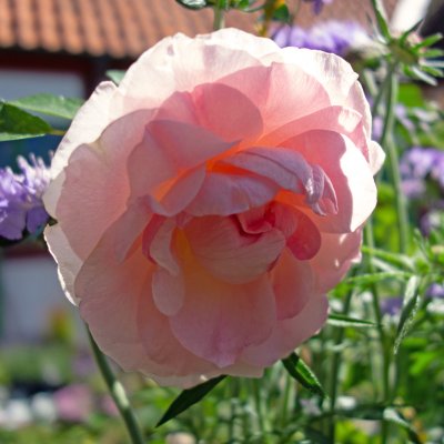 Morden Blush, Kanadensisk Buskros, C4