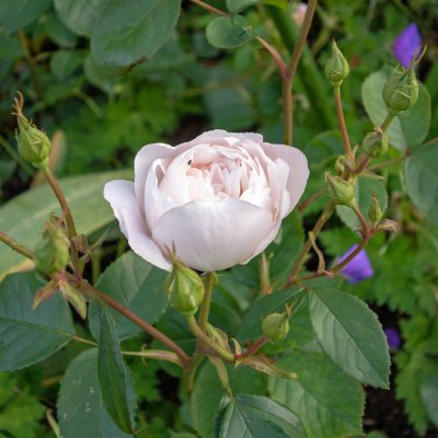austin Desdemona (Auskindling), Engelsk Buskros, barrot 1st