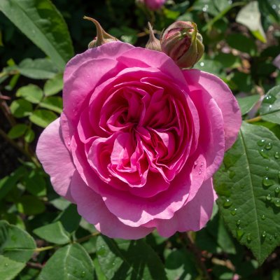 austin Gertrude Jekyll ® (Ausbord), Engelsk Buskros, C6