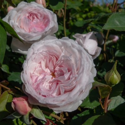 austin Olivia Rose (Ausmixture), Engelsk Buskros, barrot 1st