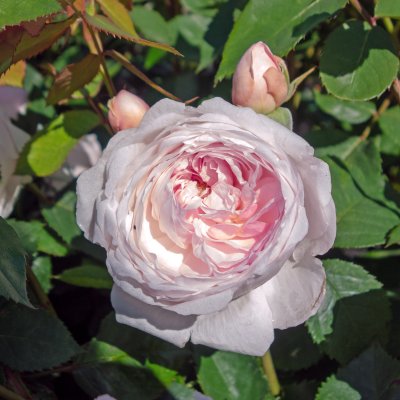 austin Olivia Rose (Ausmixture), Engelsk Buskros, C6