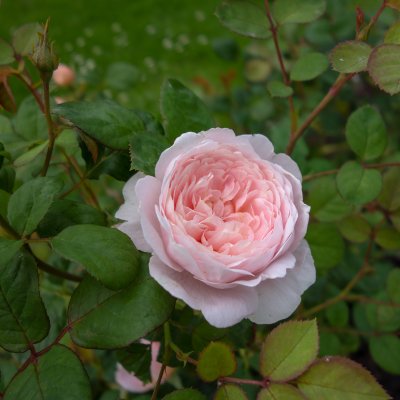 austin Queen of Sweden (Austiger), Austinros, C6