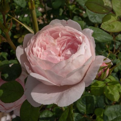 austin Queen of Sweden (Austiger), Austinros, C6