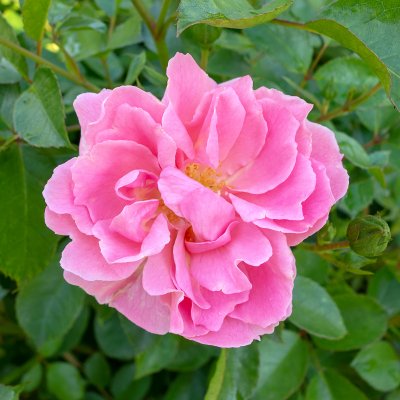 polyantha Sommerwind ® (Göteborgs Posten, Korlanum), Marktäckarros, C4