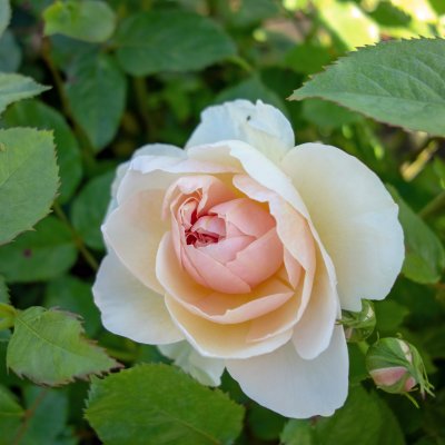 austin The Shepherdess (Austwist), Engelsk Buskros, C6