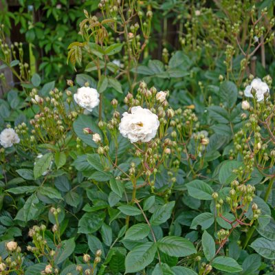 polyantha Katharina Zeimet, Polyantaros, C4