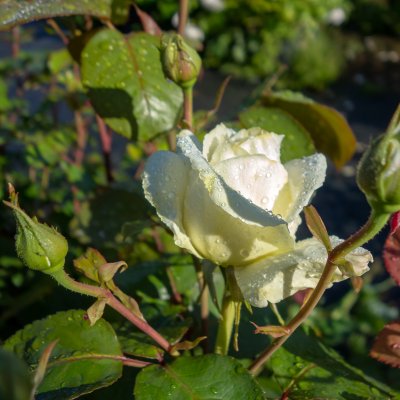 tehybrid Memoire ® (Ice Cream, Korzuri), Tehybridros, C4