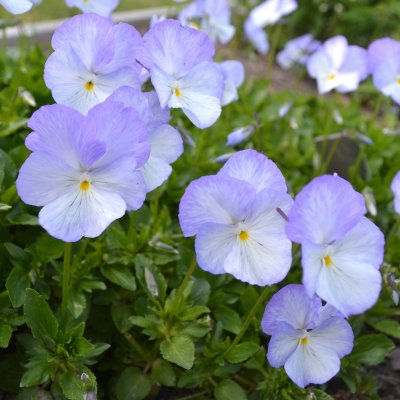 Viola x williamsii Ullas Favorit, Bukettviol, C11cm