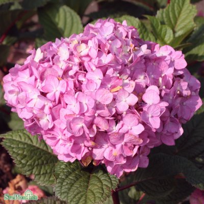 Hydrangea macrophylla Endless Summer ® Bloomstar ®, Hortensia, C5