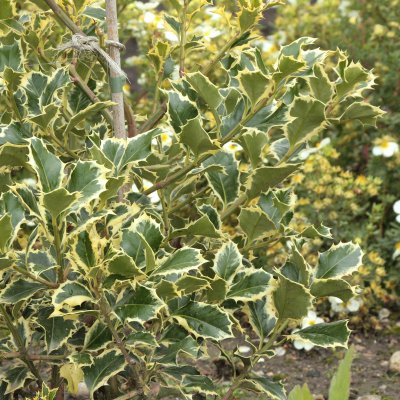 Ilex aquifolium Silver Queen