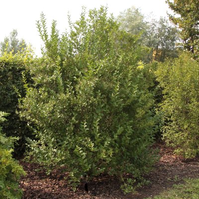 Ligustrum ovalifolium