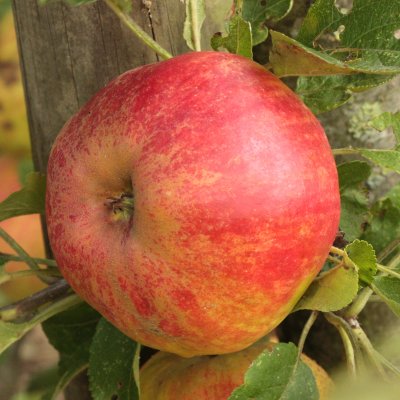 Vinteräpple, Elstar, stam MM111 2 års co