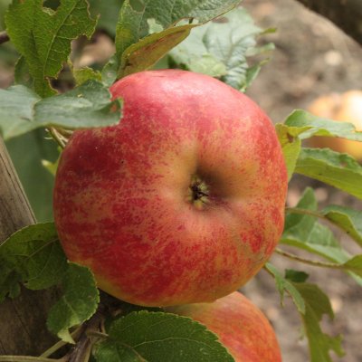 Vinteräpple, Elstar, stam MM111 2 års co