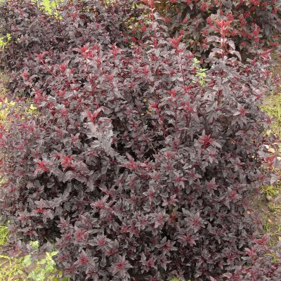 Physocarpus opulifolius All Black ® (Minall2), Smällspirea