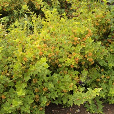Physocarpus opulifolius Luteus ®