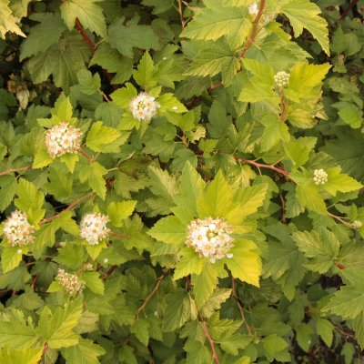 Physocarpus opulifolius Nugget, Smällspirea, busk C3,5