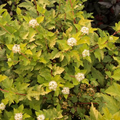 Physocarpus opulifolius Nugget, Smällspirea, busk C3,5