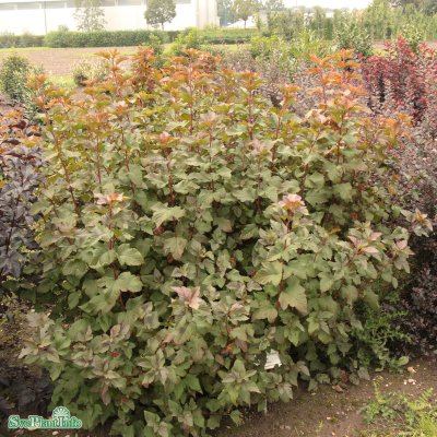 Physocarpus opulifolius Amber Jubilee ® (Jefam), Smällspirea