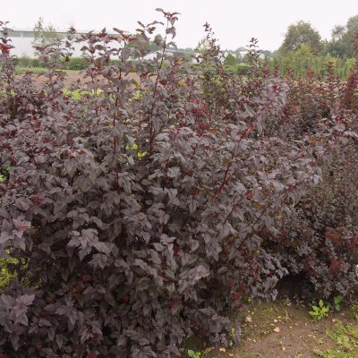 Physocarpus opulifolius Lady in Red ®