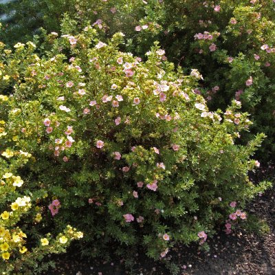 Dasiphora fruticosa Blink (Princess)