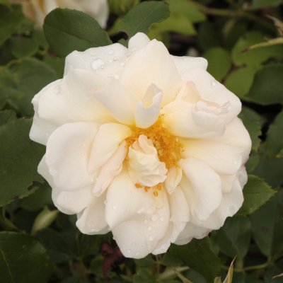 floribunda Kosmos Fairy Tale ® (Korpriggos), Floribundaros, C4