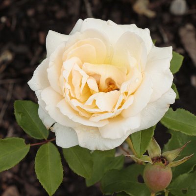 floribunda Kosmos Fairy Tale ® (Korpriggos), Floribundaros, C4