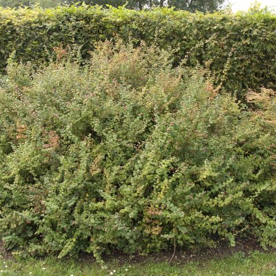 Symphoricarpos x doorenb. Magic Berry