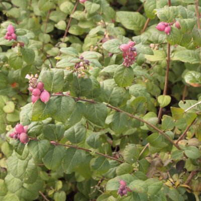 Symphoricarpos x doorenb. Magic Berry