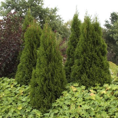 Thuja occidentalis Smaragd, Ädeltuja - Rotklump
