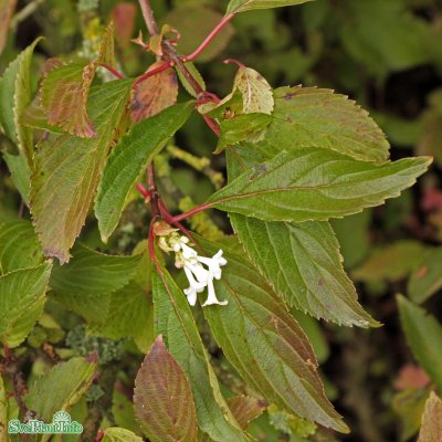 Viburnum farreri, Kejsarolvon