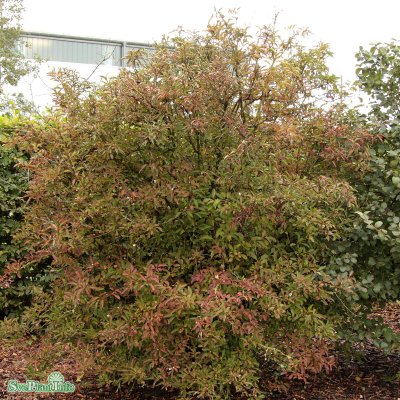 Viburnum farreri, Kejsarolvon