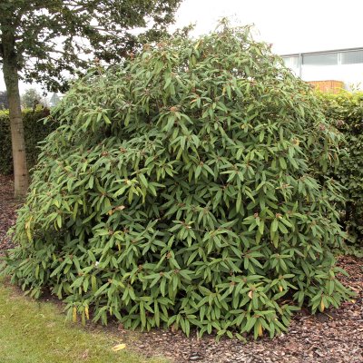 Viburnum rhytidophyllum, Rynkolvon