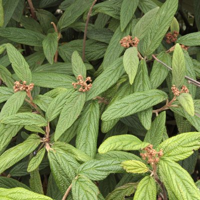 Viburnum rhytidophyllum, Rynkolvon