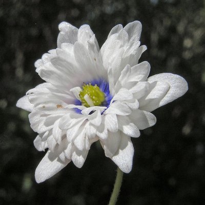 Anemone nemorosa Blue Eyes, Vitsippa, P9cm