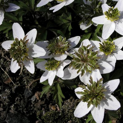Anemone nemorosa Green Dream, Vitsippa, P9cm