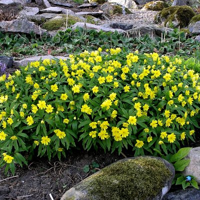 Anemone ranunculoides Semiplena