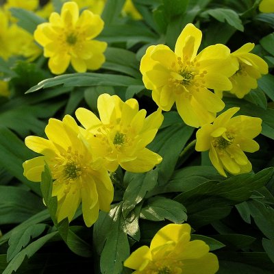 Anemone ranunculoides Semiplena