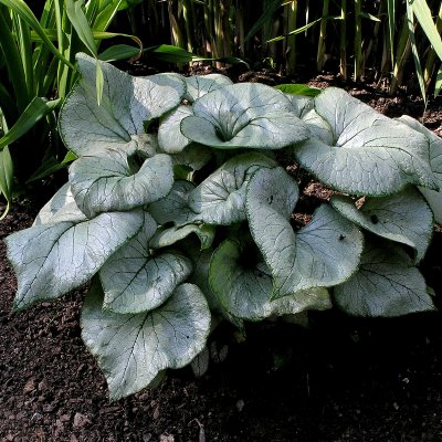 Brunnera macrophylla Looking Glass ®, Kaukasisk Förgätmigej