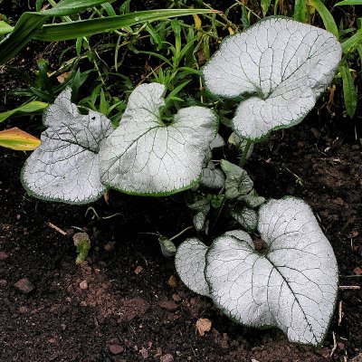 Brunnera macrophylla Looking Glass ®, Kaukasisk Förgätmigej