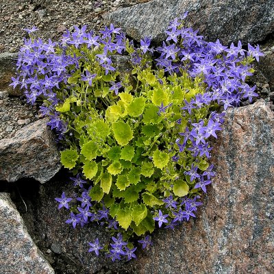 Campanula garganica Dickson´s Gold, Italiensk Klocka, P9cm