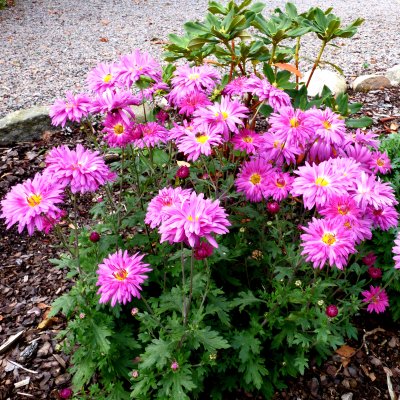 Chrysanthemum zawadskii Lady Clara