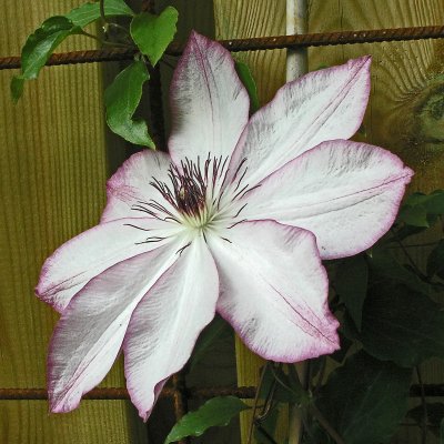 patens Omoshiro, Klematis Storblommig, C2