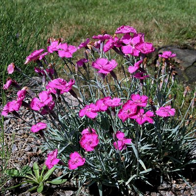 Dianthus gratianopolitanus Carmineus