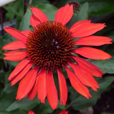 Echinacea hybr. Firebird ®