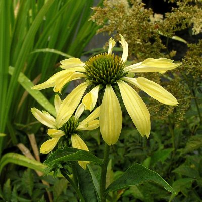 Echinacea hybr. Sunrise ®, Solhatt, P9cm