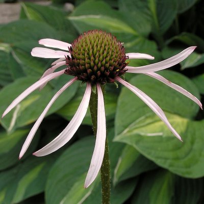 Echinacea pallida Hula Dancer, Läkerudbeckia / Blek Solhatt, P9cm