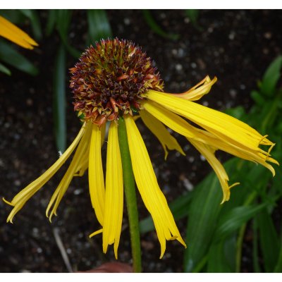 Echinacea paradoxa, Gul Solhatt, P9cm