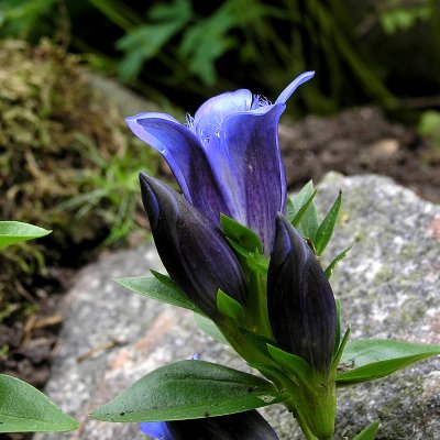 Gentiana septemfida, Fransgentiana, P9cm