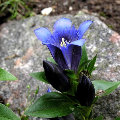 Gentiana septemfida, Fransgentiana, P9cm