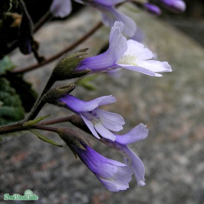 Haberlea rhodopensis, Haberlea